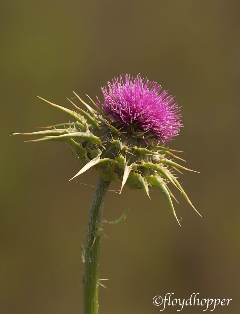 Milk Thistle