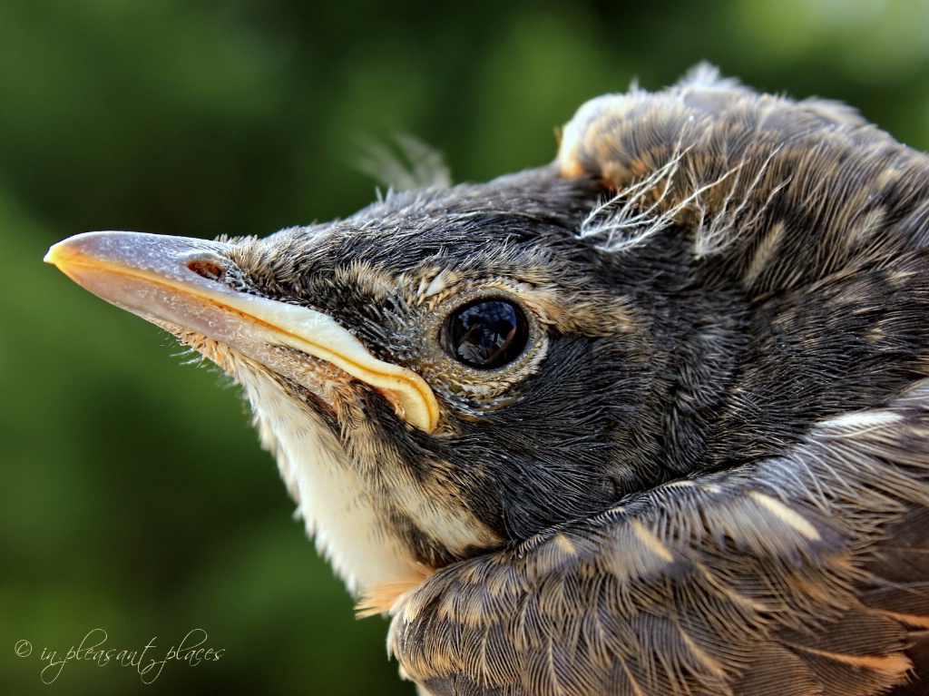 A Bird in the Hand