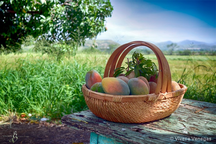 Basket Of Mangos  - ID: 15370396 © Viveca Venegas