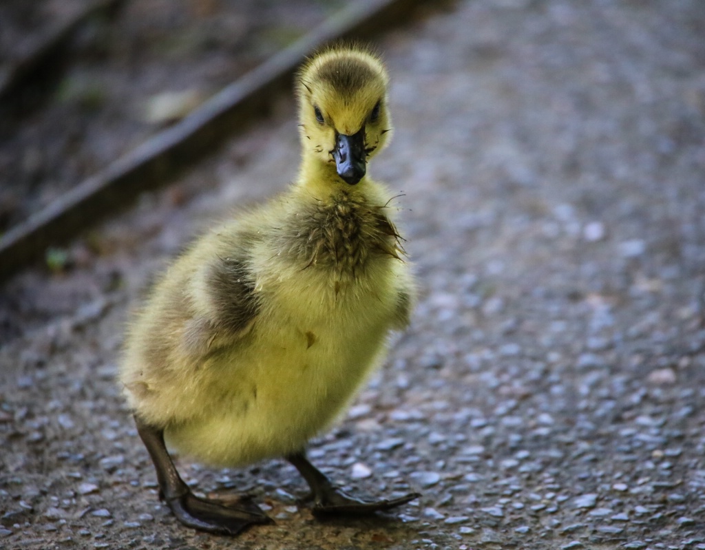 Canadian gosling 