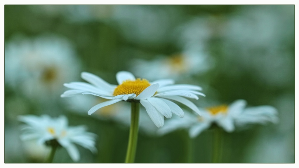 daisy dance