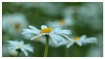 daisy dance