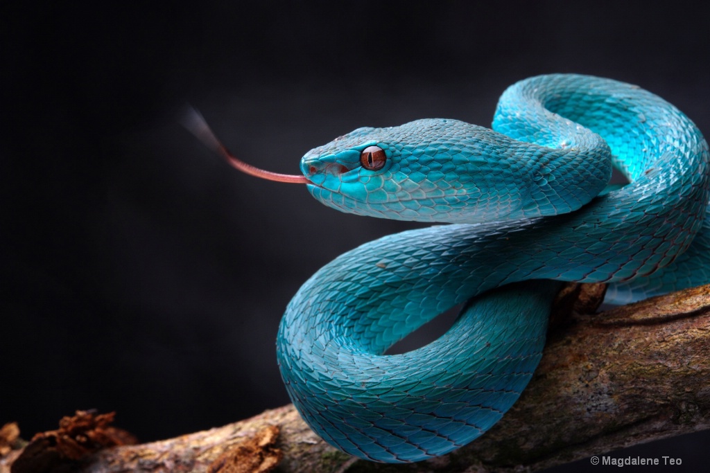 Snake in Studio - Pit Viper