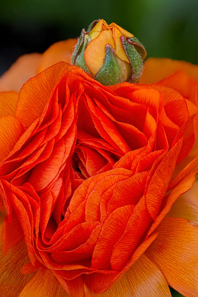 Orange Flower & Bud