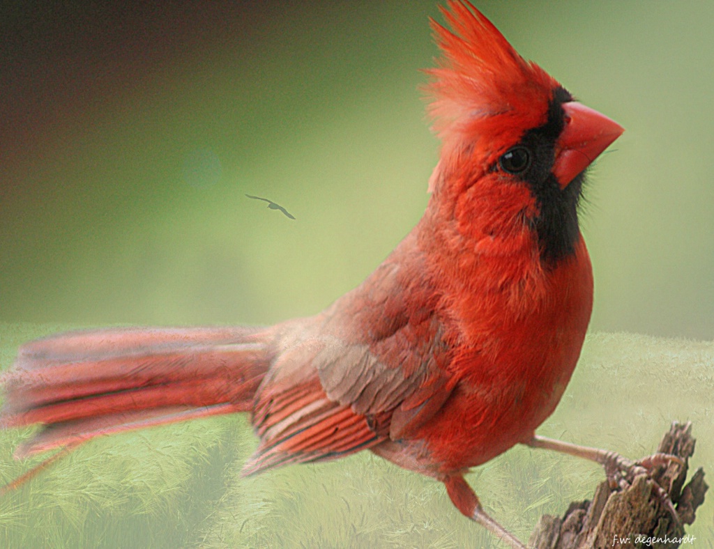 The Male Cardinal