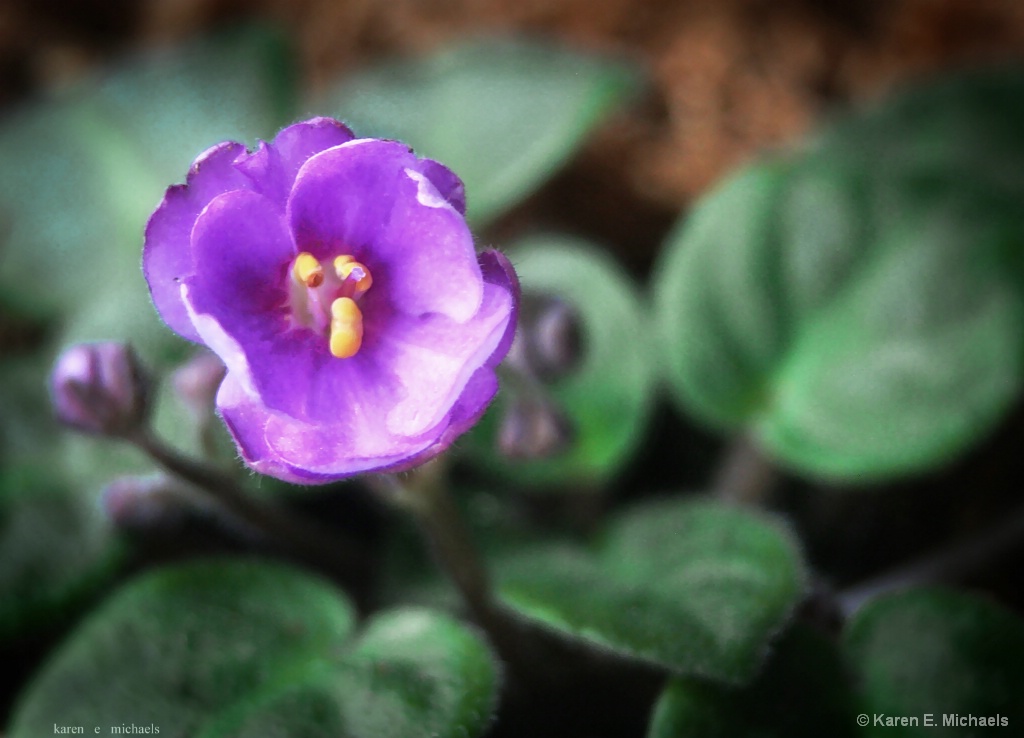 Miniature African Violet - ID: 15371098 © Karen E. Michaels