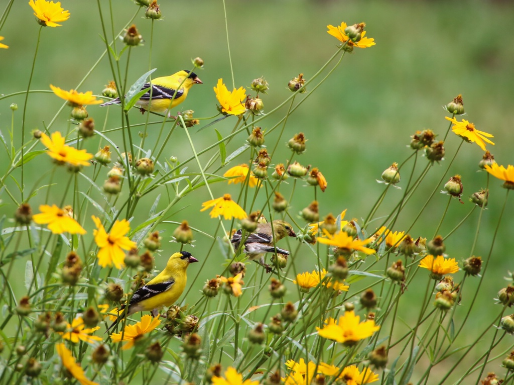 3 American Goldenfinch