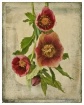 burgundy hellebor...