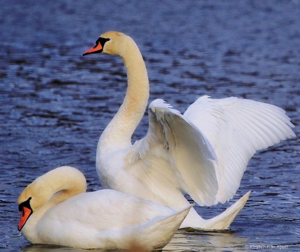 White Swans