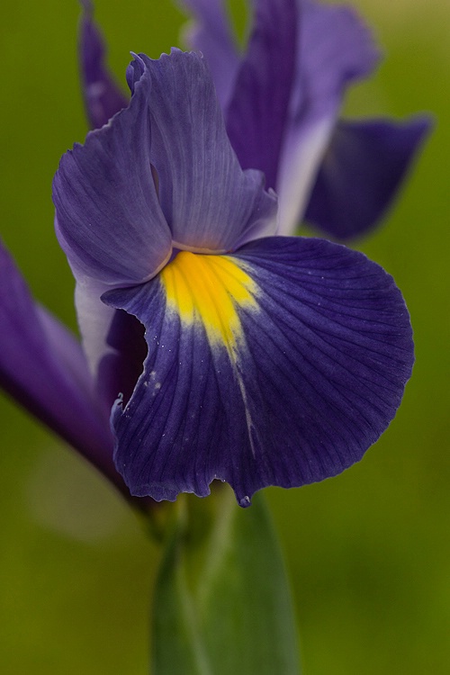 Dutch Iris