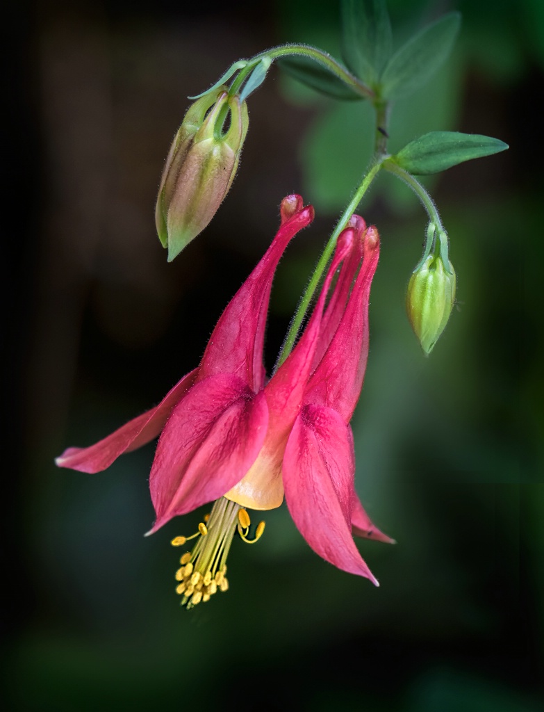 Wild Columbine      