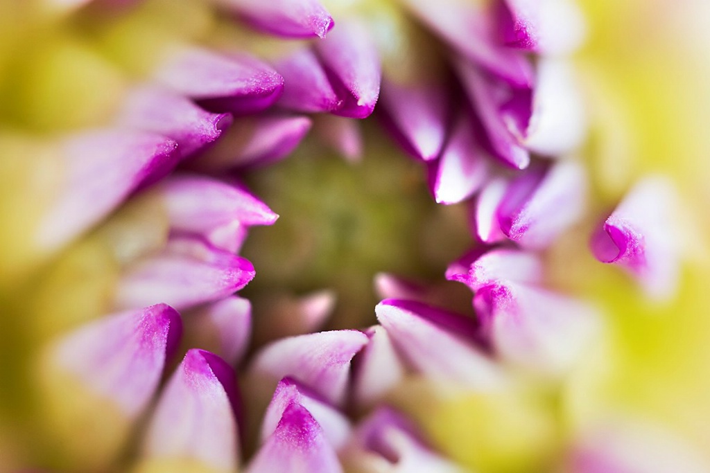 The Opening of the Dahlia