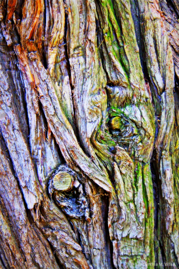Tree Bark Art