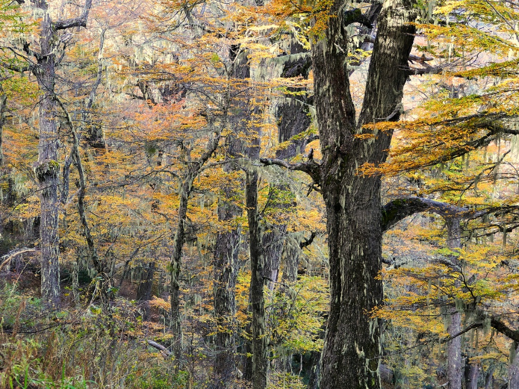 Early autumn in the lenga forest #2