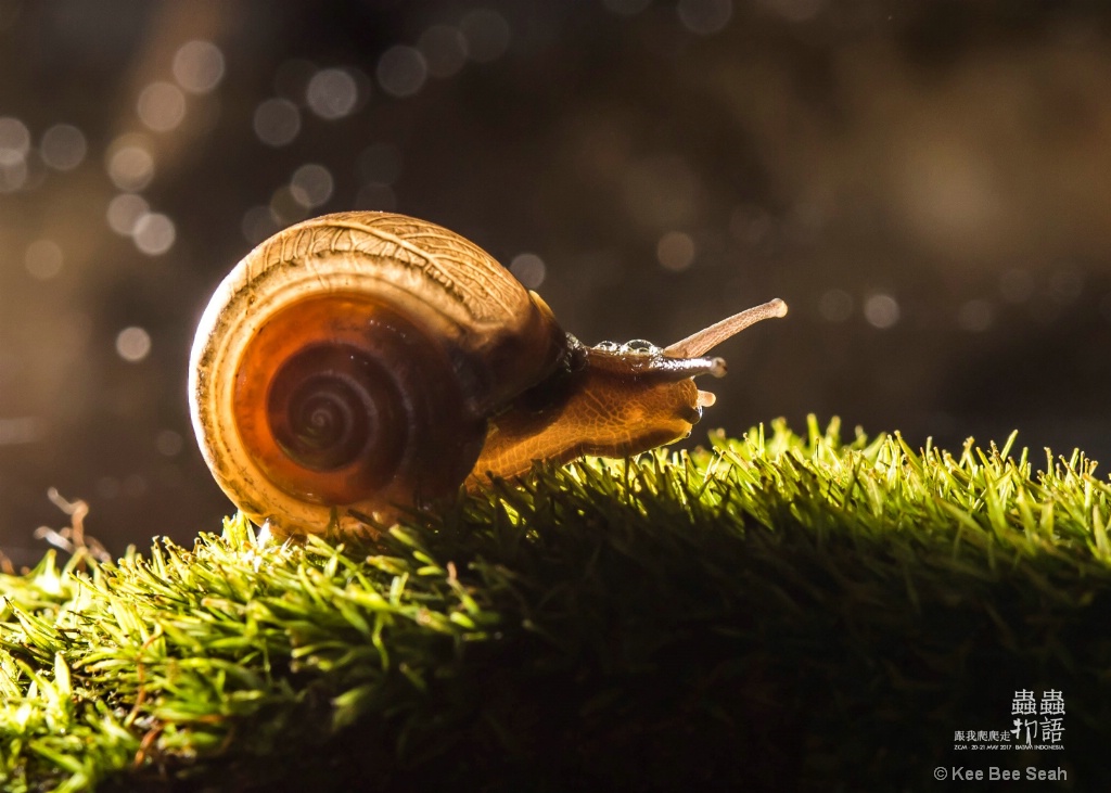 Glowing Snail