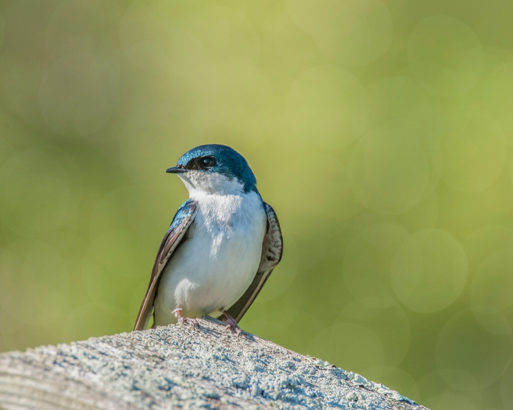 Tree Swallow