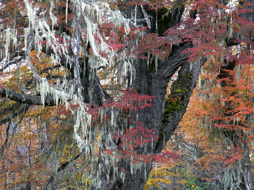 Old growth lenga tree with lichens and mushrooms