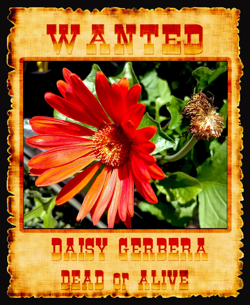 Wanted Daisy Gerbera