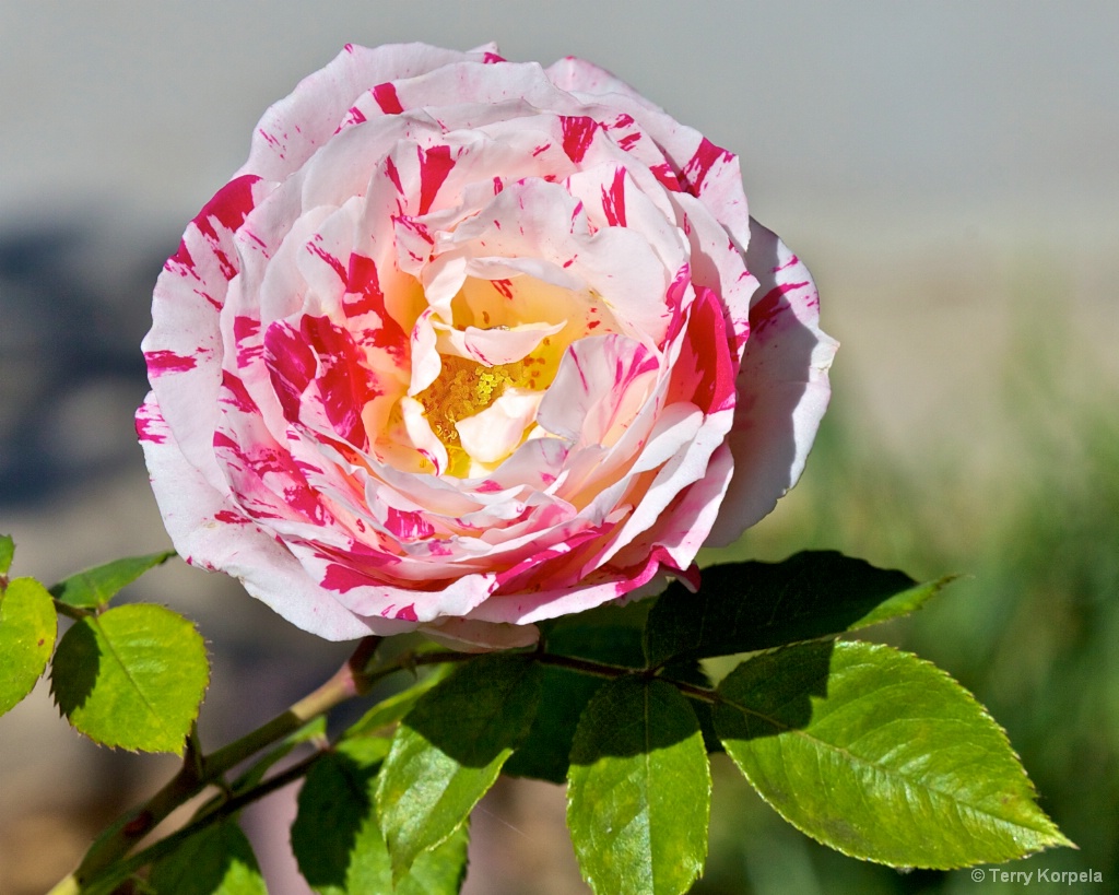 Nice Rose - ID: 15371762 © Terry Korpela