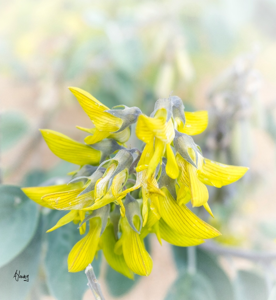 A Yellow Flower