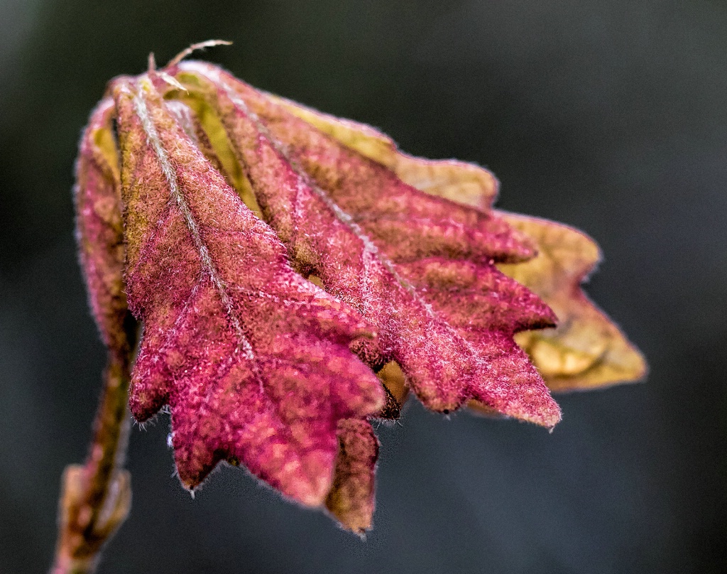 New Oak Leaves  