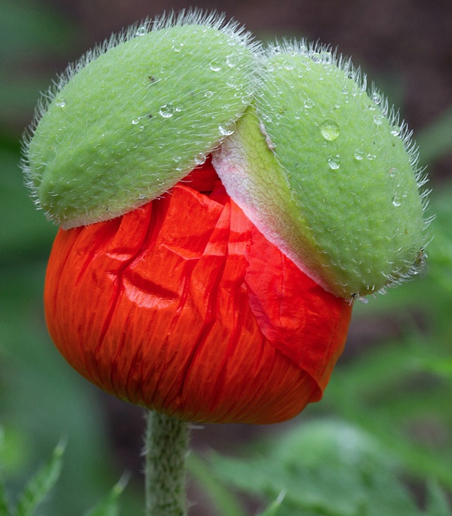 Poppy Hairdo