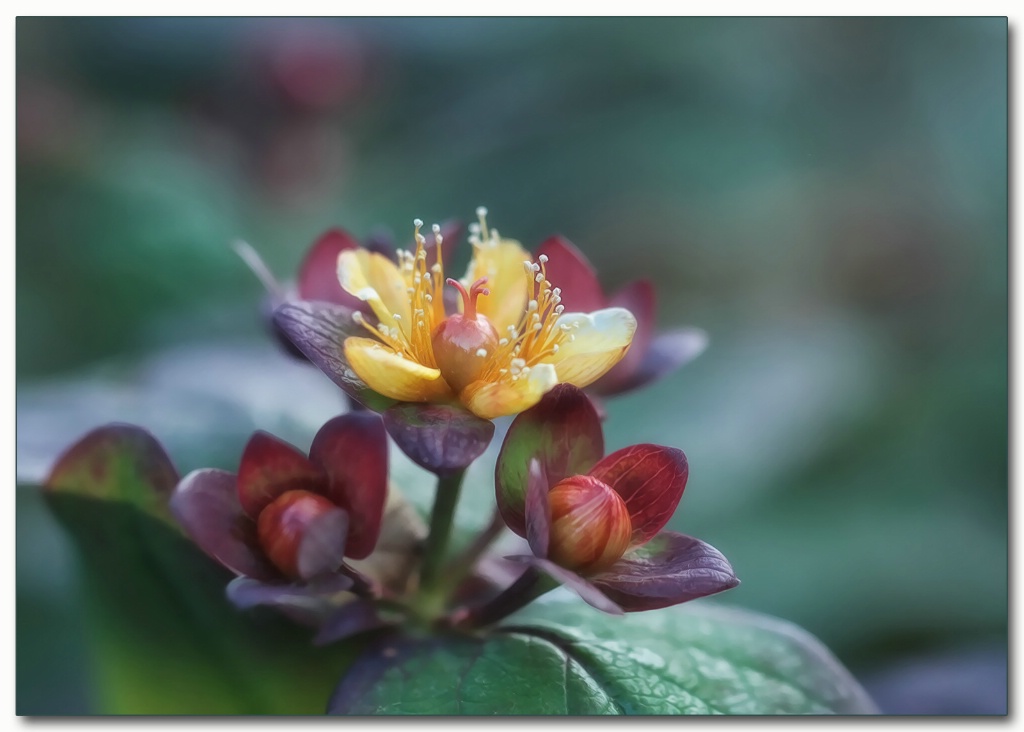 St. Johns wort