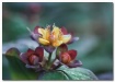 St. Johns wort