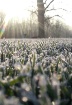 Frost