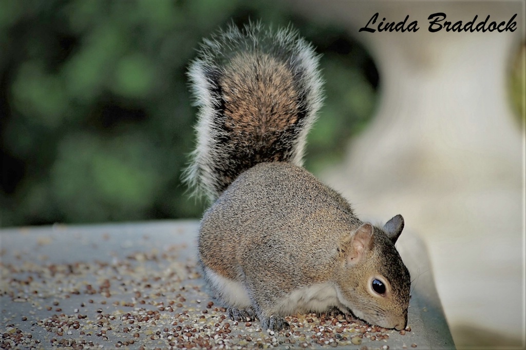 Hungry Squirrel