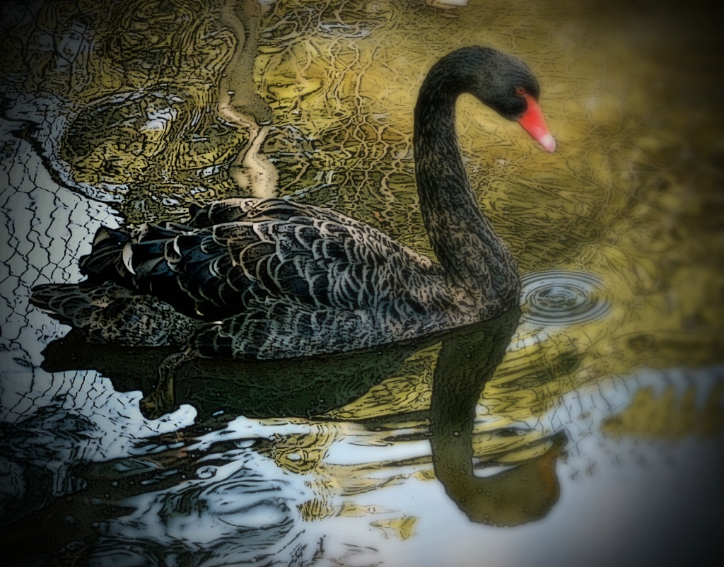 HDR black Swan