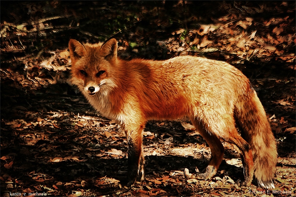 red fox - ID: 15372450 © Karen E. Michaels