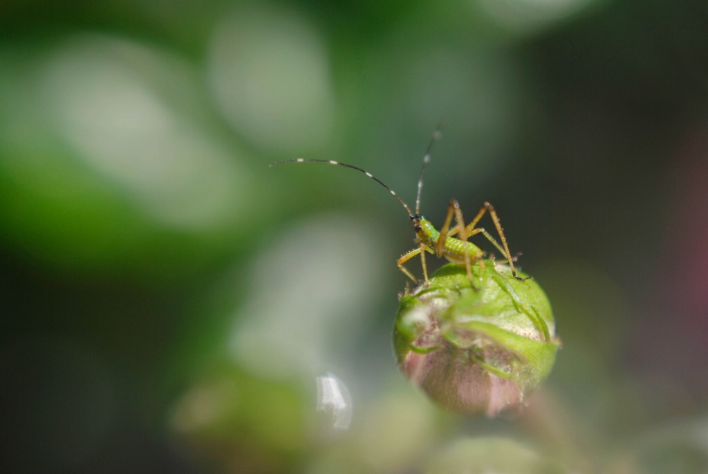 After the Rain - ID: 15372479 © Nora Odendahl