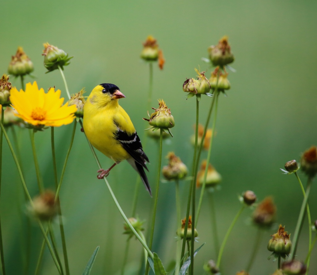 American Goldenfinch 