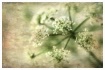 poison hemlock pa...
