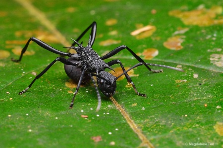 Army Ant in the Indonesian Woods