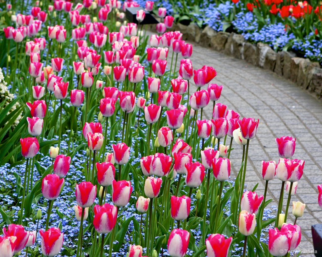 Walkway through the Tulips. - ID: 15373207 © Terry Korpela