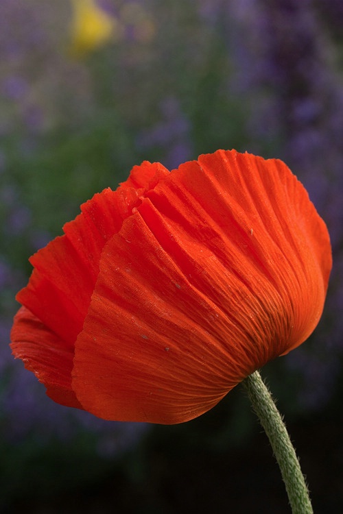 Oriental Poppy