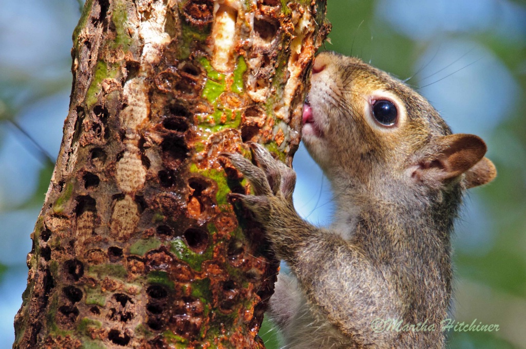Squirrel Licking Sap
