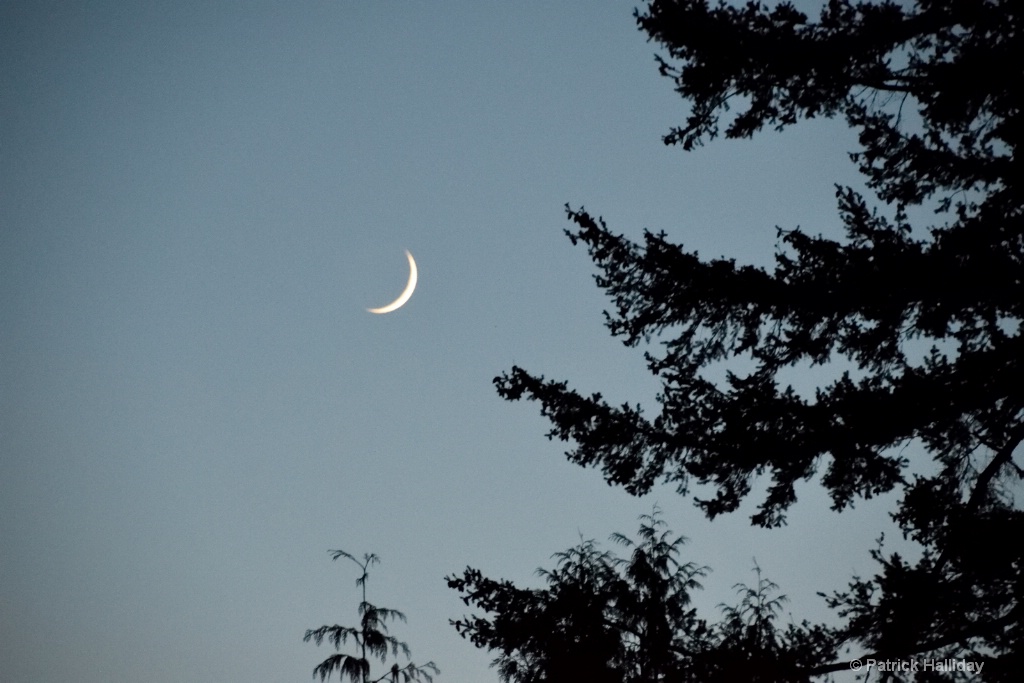 Cresent Moon and Trees