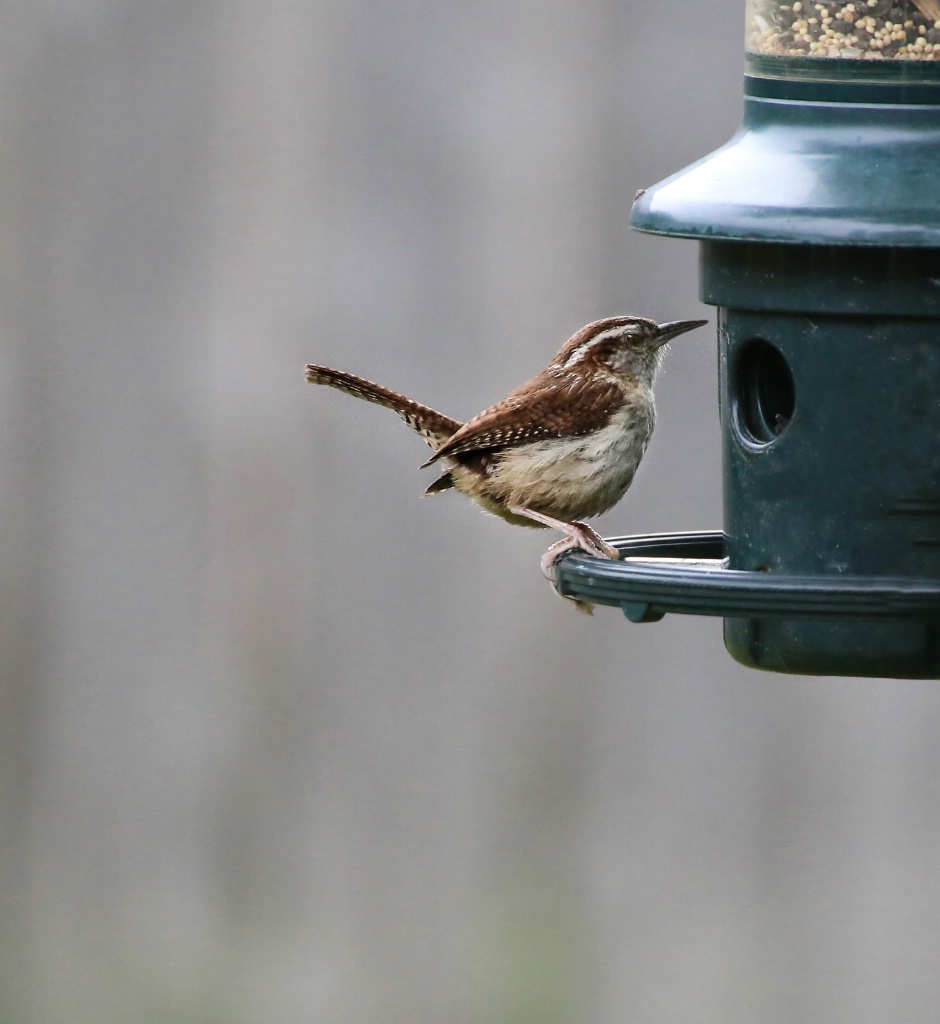 House Wren