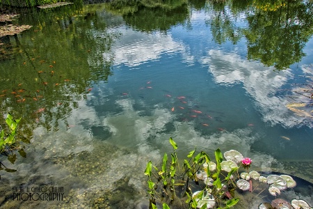 Monet's Garden