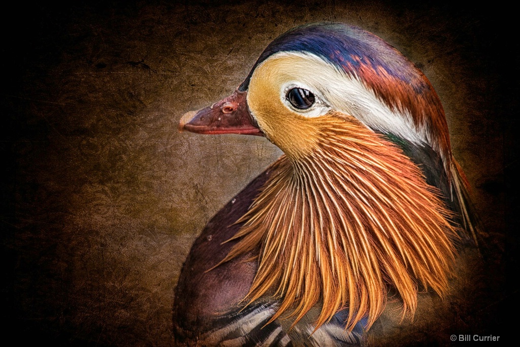 Mandarin Duck Portrait