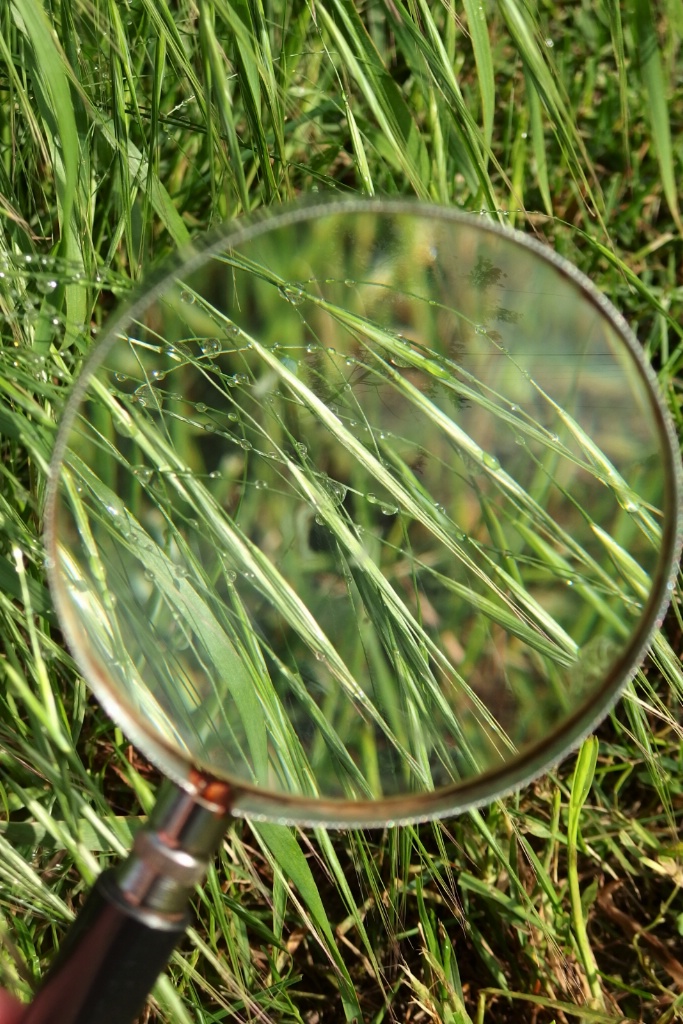 Through a Magnifying Glass