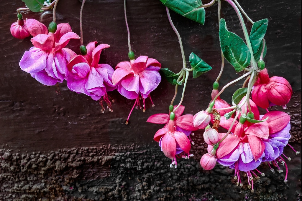 Blue Eyes Fuchsia