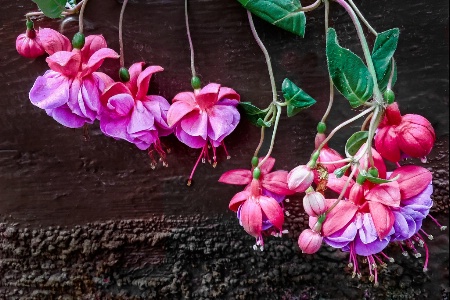 Blue Eyes Fuchsia