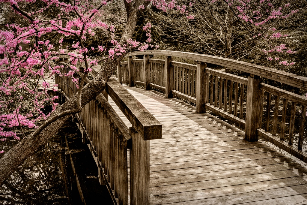 Bridge Blossoms 