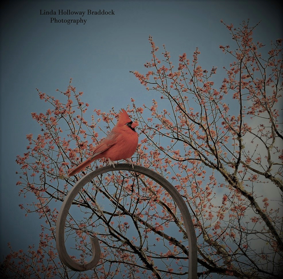 Red Bird in Backyard