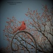 Red Bird in Backy...