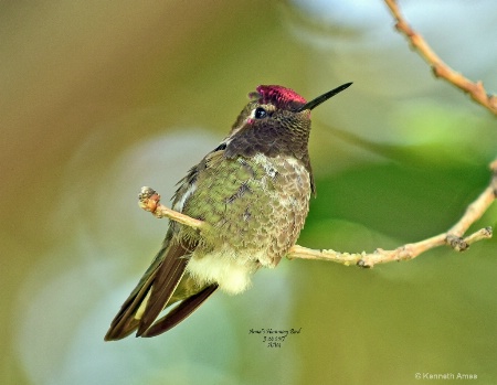 Annas Humming Bird AA14 5 24 2017